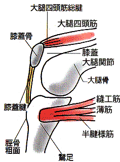 画像：膝関節内の骨・筋肉・腱