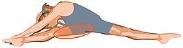 イラスト：ひざの内側を伸ばす柔軟体操
