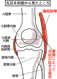 画像：膝関節の各部名称