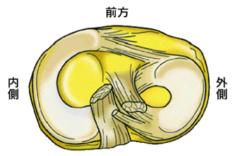 膝半月板の構造図
